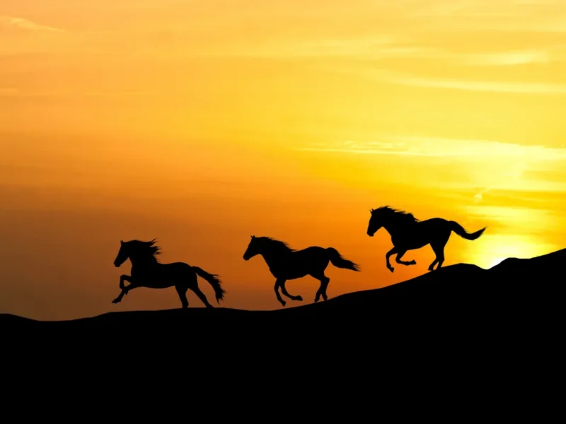 丙午（ひのえうま）とは？――2026年の意味・該当年・由来をやさしく解説 | 神社豆知識 | このはな手帖 | 産泰神社