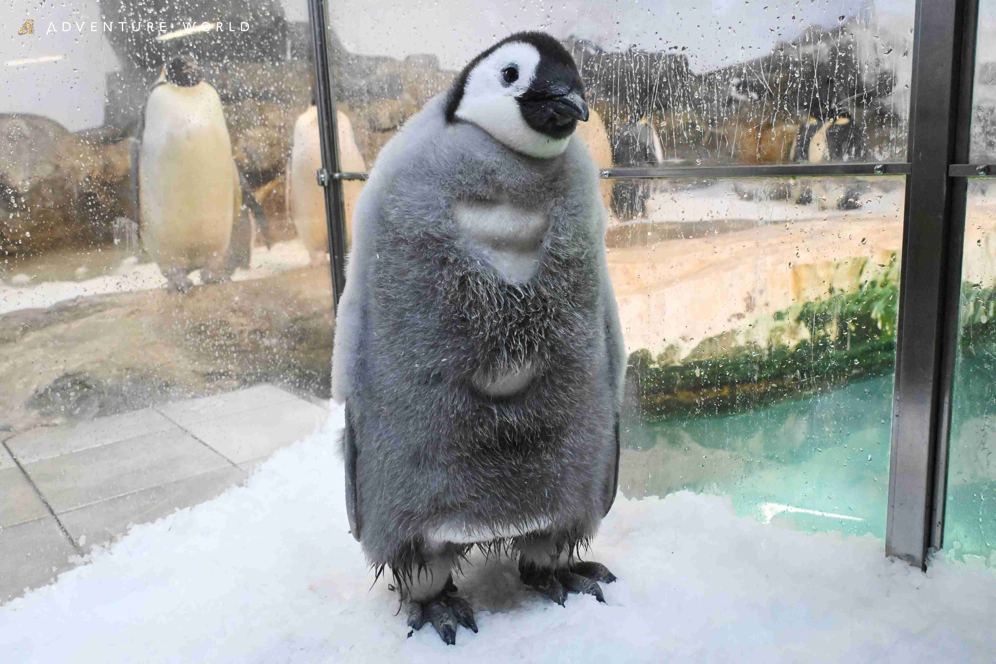 ペンギンの赤ちゃんも“イヤイヤ期”？…アドベンチャーワールド公式Xに投稿された飼育員とのやり取りにSNSもん絶「ペンギンだとかわいい笑」「最強」