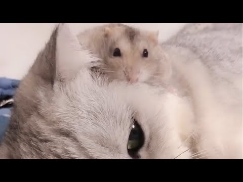 可愛いハムスターに優しい猫