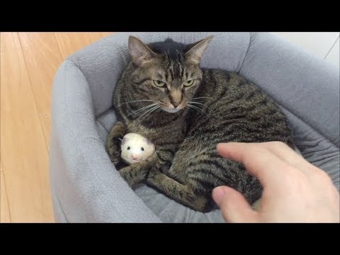 ハムスターを触ろうとするとブチギレる狂暴猫