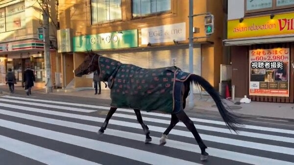 明治大学の馬が一時脱走「徘徊している」と110番通報…路上歩き回り自ら生田キャンパスに戻る　馬術部が飼育　川崎市｜FNNプライムオンライン
