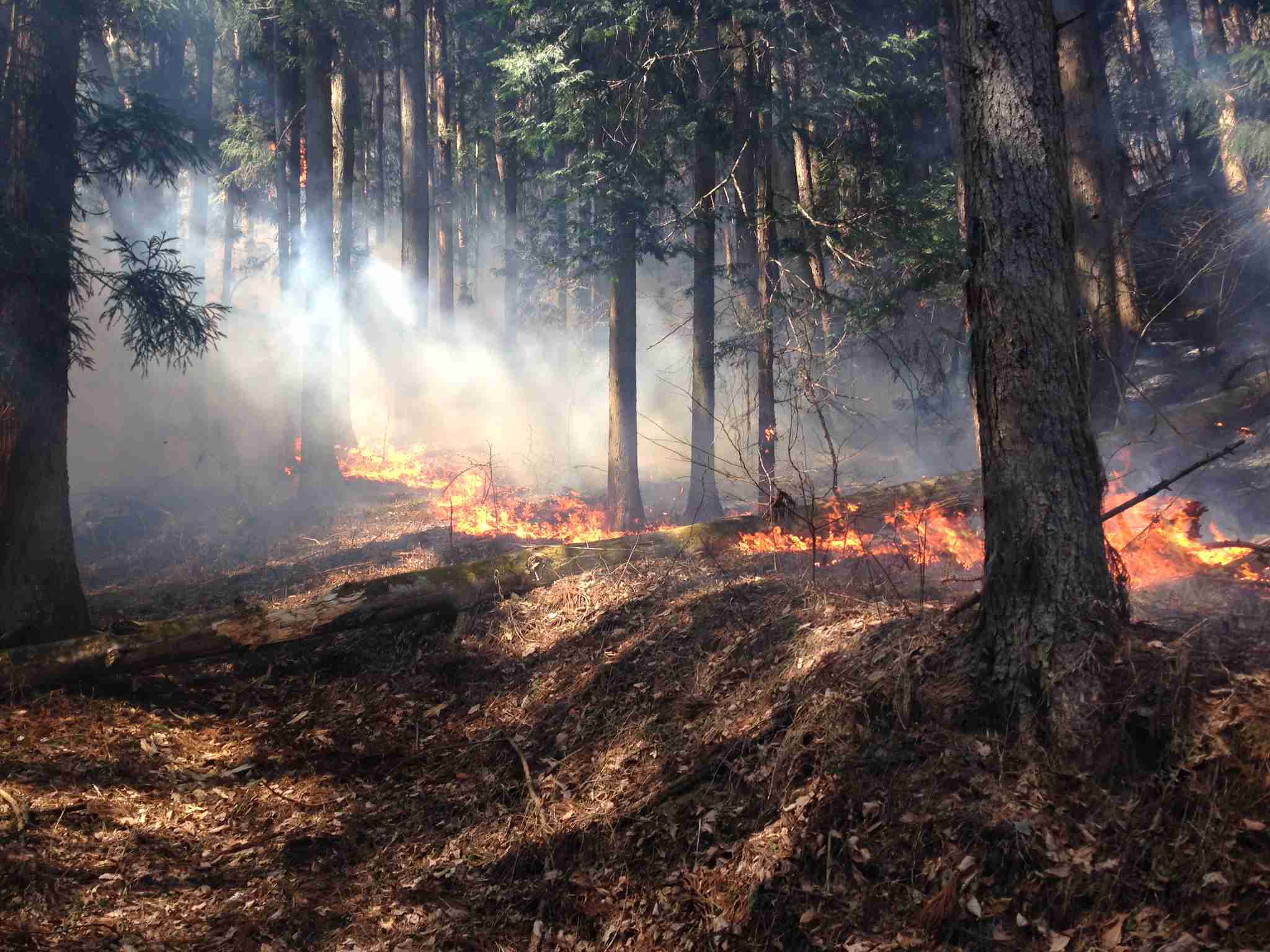 山火事は「減っている」のに危険増？　6割が人災、“防げる火”の現実 #災害に備える（Yahoo!ニュース オリジナル 特集）