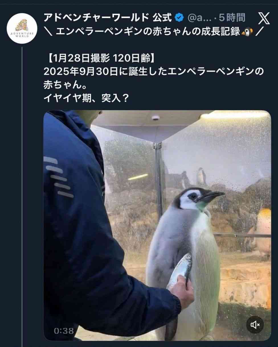 ペンギンの赤ちゃんも“イヤイヤ期”？…アドベンチャーワールド公式Xに投稿された飼育員とのやり取りにSNSもん絶「ペンギンだとかわいい笑」「最強」