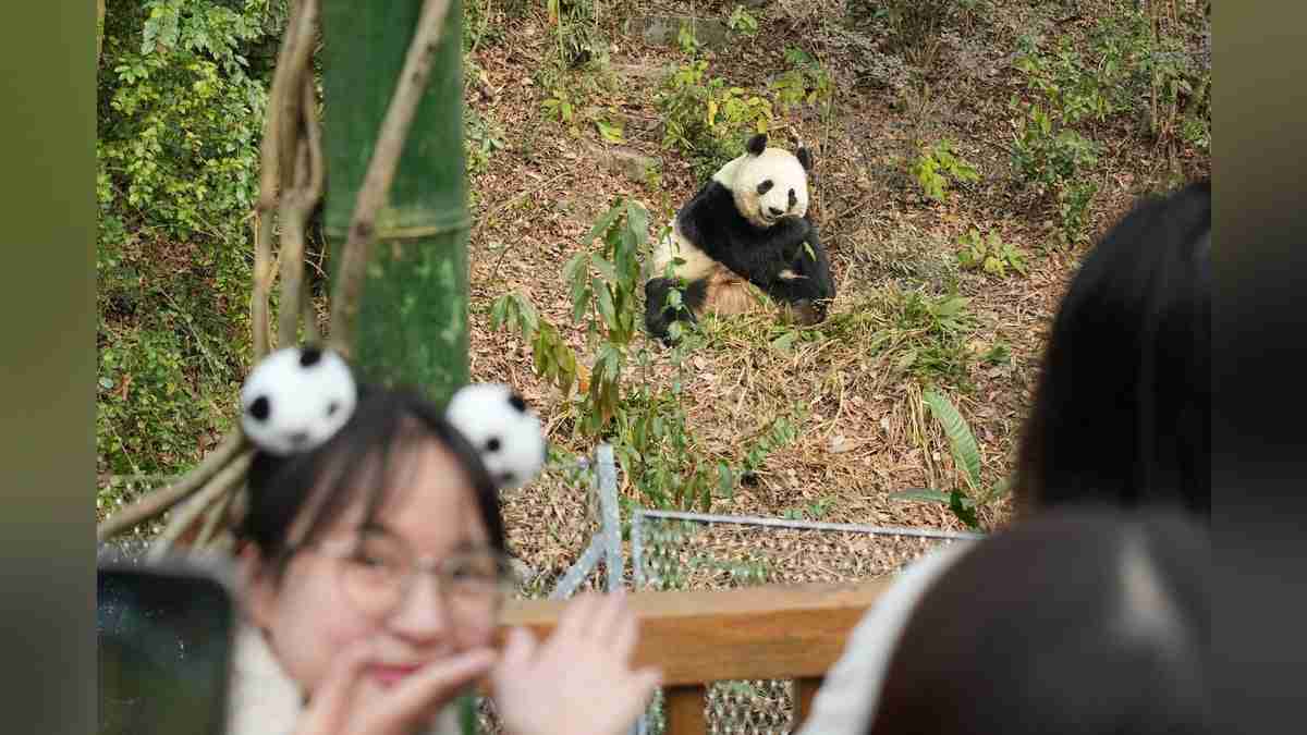 中国のパンダ飼育施設で日本人客増、一番人気は「シャンシャン」…中国政府「見に来ることを歓迎」 : 読売新聞