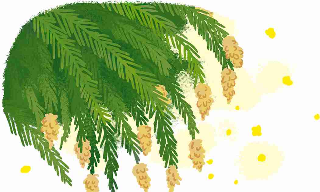 スギ花粉症の時期、いつからいつまで