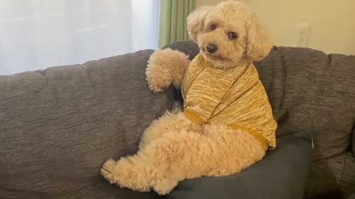 人間みたいと思った画像を貼るトピ