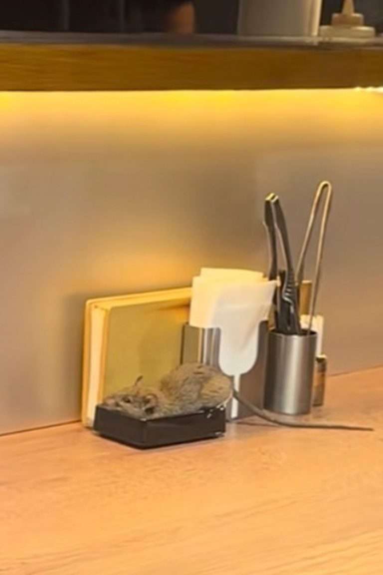 【画像あり閲覧注意】《テーブルの上にふっくらとしたネズミが…》新宿・焼肉店での動画が拡散で物議、運営会社は「直後に殺処分と謝罪」「ねずみは薬剤の影響で弱って落下してきたものと推察」