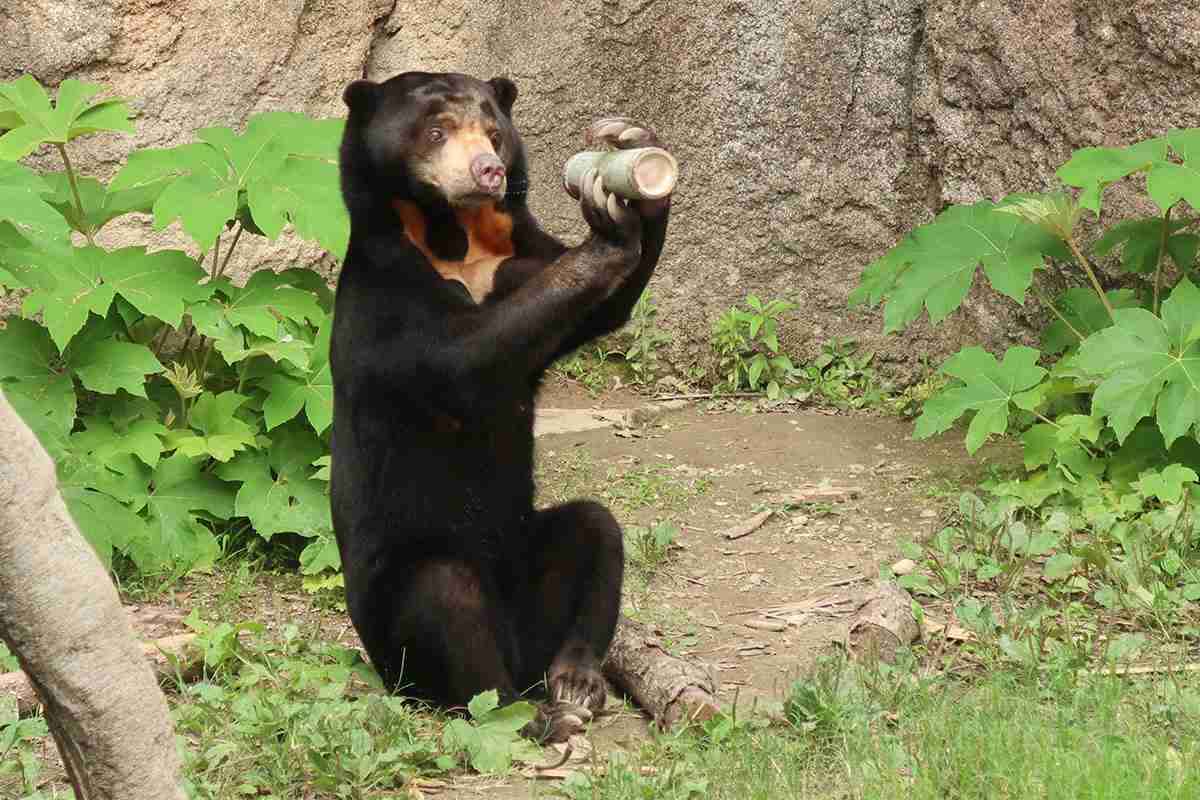 最近はクマ出ないの？