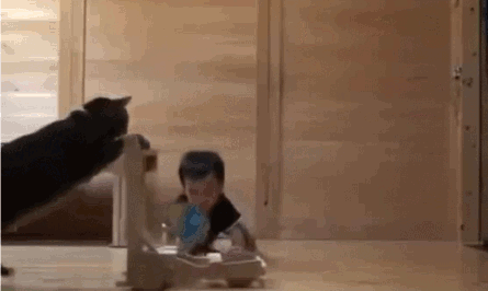 猫は小さい子どもに優しい？ メス猫は母性が強い？ 獣医師が解説