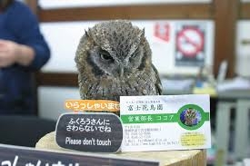 ドアも窓も閉まっていた車の中に小さな侵入者。命がけで助けを求めたフクロウのSOS