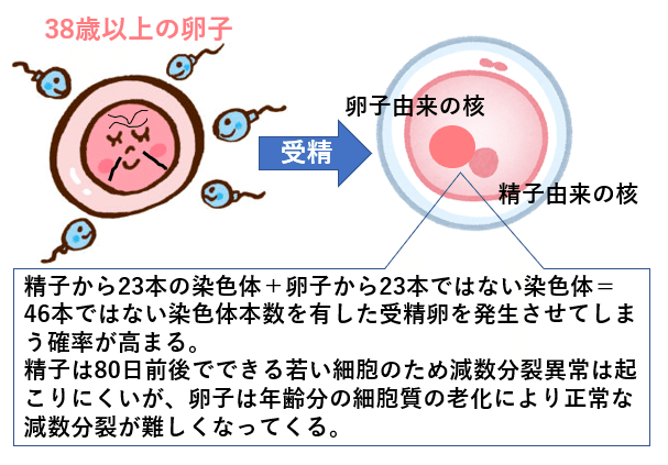 【彼氏】年の差どこまでOK？【旦那】
