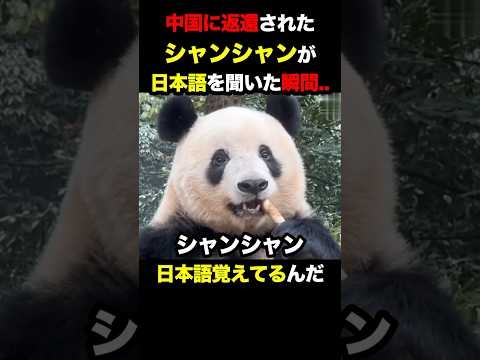 中国に返還されたシャンシャンが日本語に反応してるのを見た俺の涙腺がやばいことに      #シャンシャン #パンダ #感動する話 #上野動物園 #ジャイアントパンダ #海外の反応 #日本 #中国