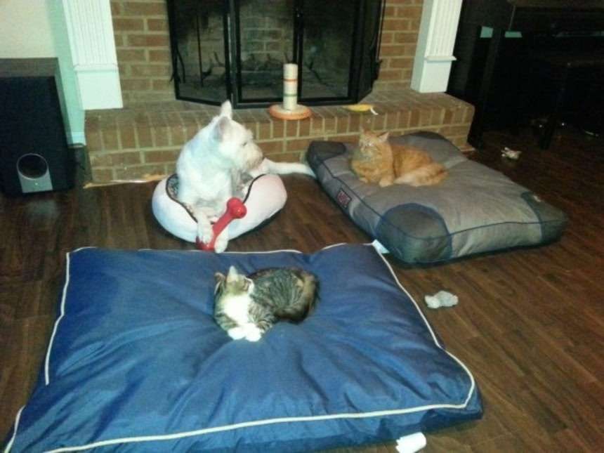 兄犬の寝床で堂々とくつろぐ猫　“何とも言えない表情”を浮かべる犬との対比にクスッ