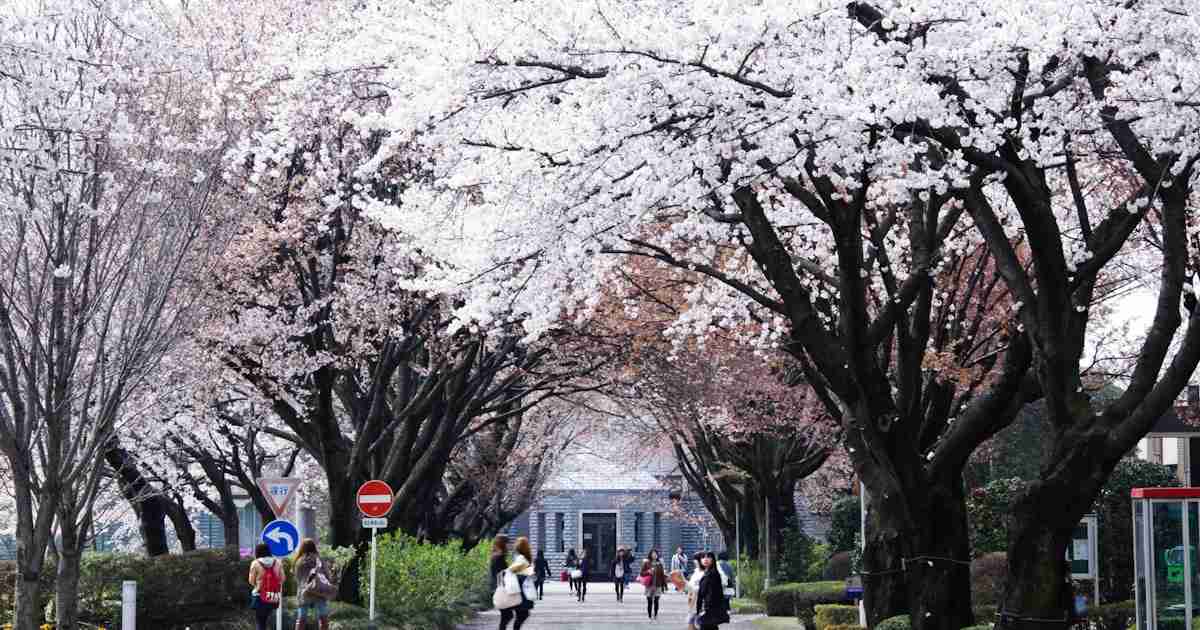 一度は歩いてみたい国内大学の桜名所 - 日本経済新聞