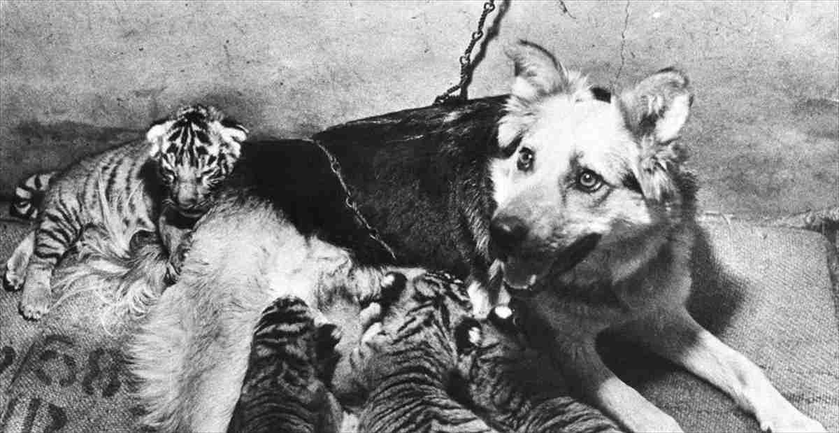 育児放棄されたトラの子どもたち。救ったのは、1匹の元野良犬だった