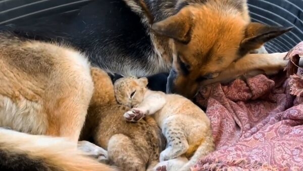 育児拒否された赤ちゃんライオン　ジャーマンシェパードが母乳で子育て中