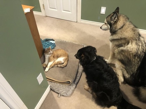 犬がほかの動物にやさしい理由 犬の愛情深さと仲間意識の背景