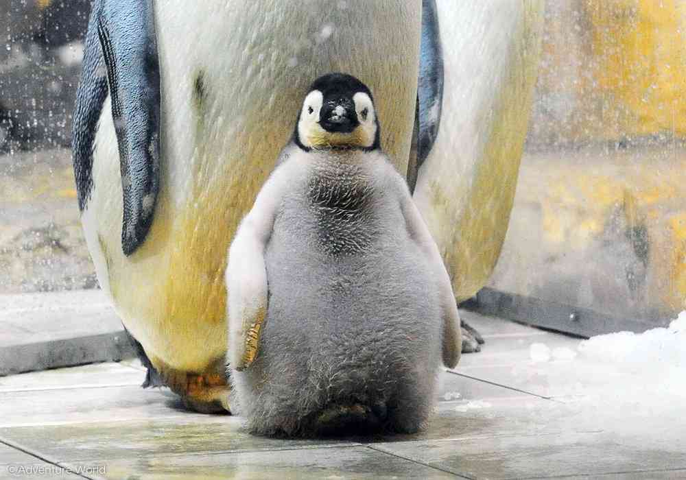 ペンギンの赤ちゃんも“イヤイヤ期”？…アドベンチャーワールド公式Xに投稿された飼育員とのやり取りにSNSもん絶「ペンギンだとかわいい笑」「最強」