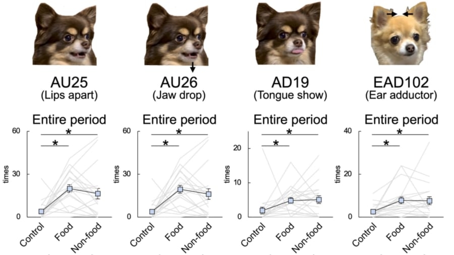 【東大】犬の喜び顔は「オス8種・メス4種類」あることを発見