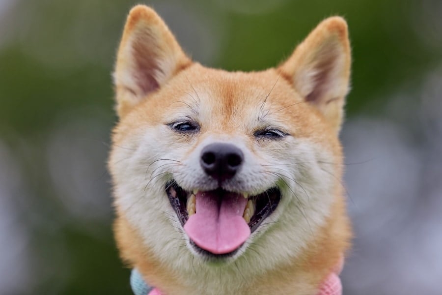 【東大】犬の喜び顔は「オス8種・メス4種類」あることを発見 - ナゾロジー