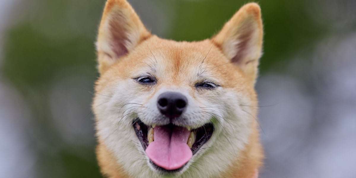 【東大】犬の喜び顔は「オス8種・メス4種類」あることを発見