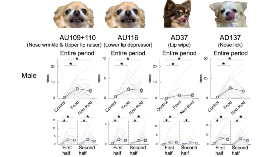 【東大】犬の喜び顔は「オス8種・メス4種類」あることを発見