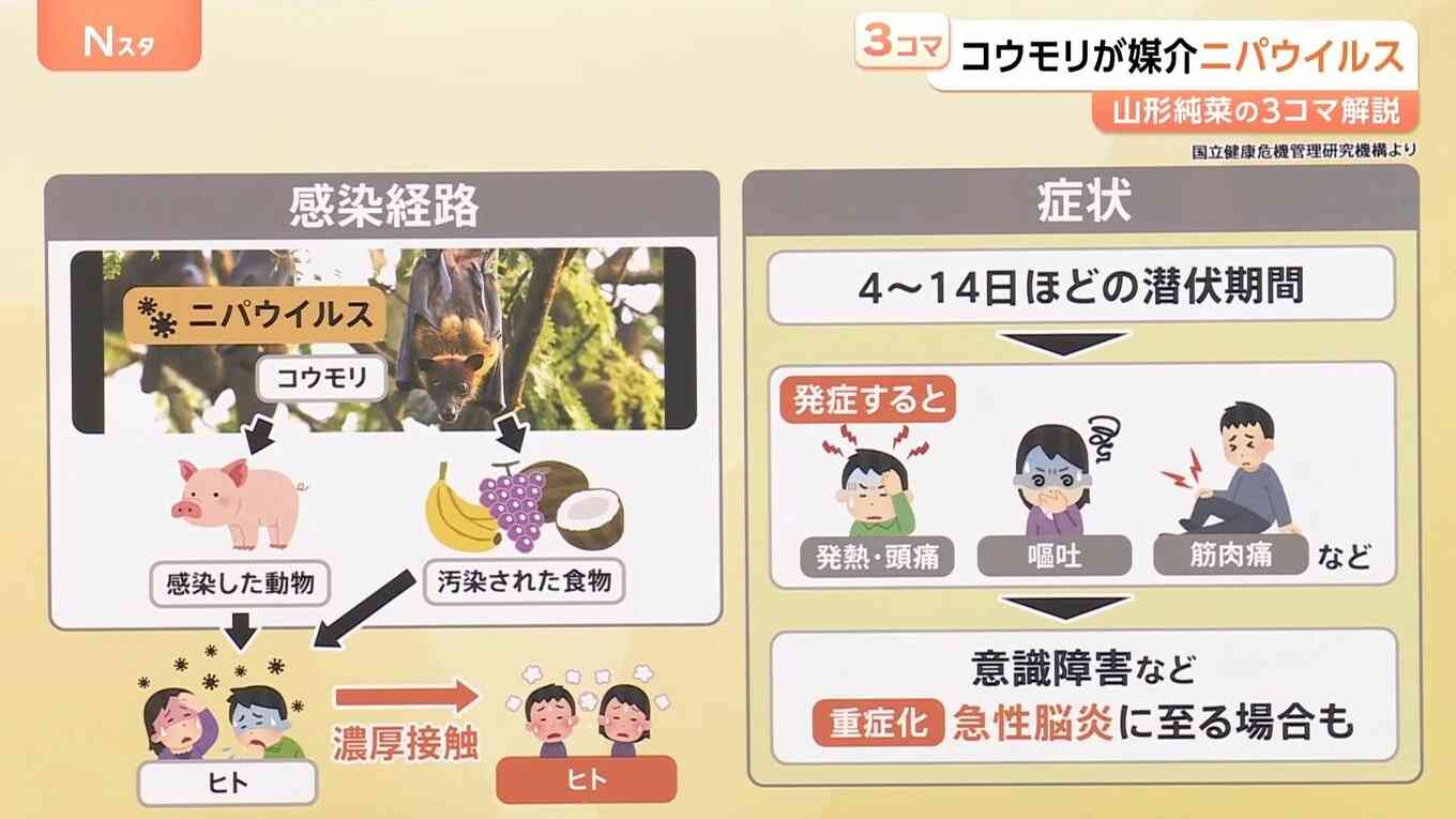 高い致死率「ニパウイルス」アジア各国で流行の懸念 ワクチン・特効薬なし…日本への流入リスクは?【Nスタ解説】