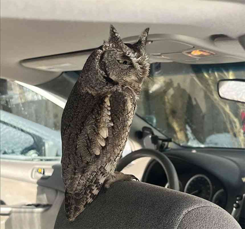ドアも窓も閉まっていた車の中に小さな侵入者。命がけで助けを求めたフクロウのSOS