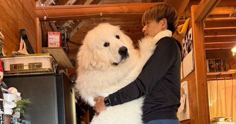 「巨大化が止まらない」生後11ヶ月の子犬とは思えない圧巻の成長ぶりにSNSが衝撃「これで子犬？」  | オリコンニュース（ORICON NEWS）