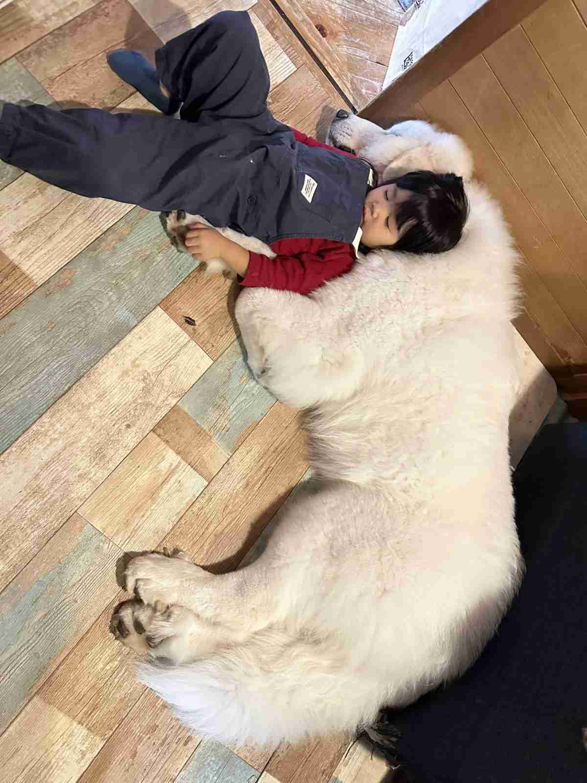 「巨大化が止まらない」生後11ヶ月の子犬とは思えない圧巻の成長ぶりにSNSが衝撃「これで子犬?」