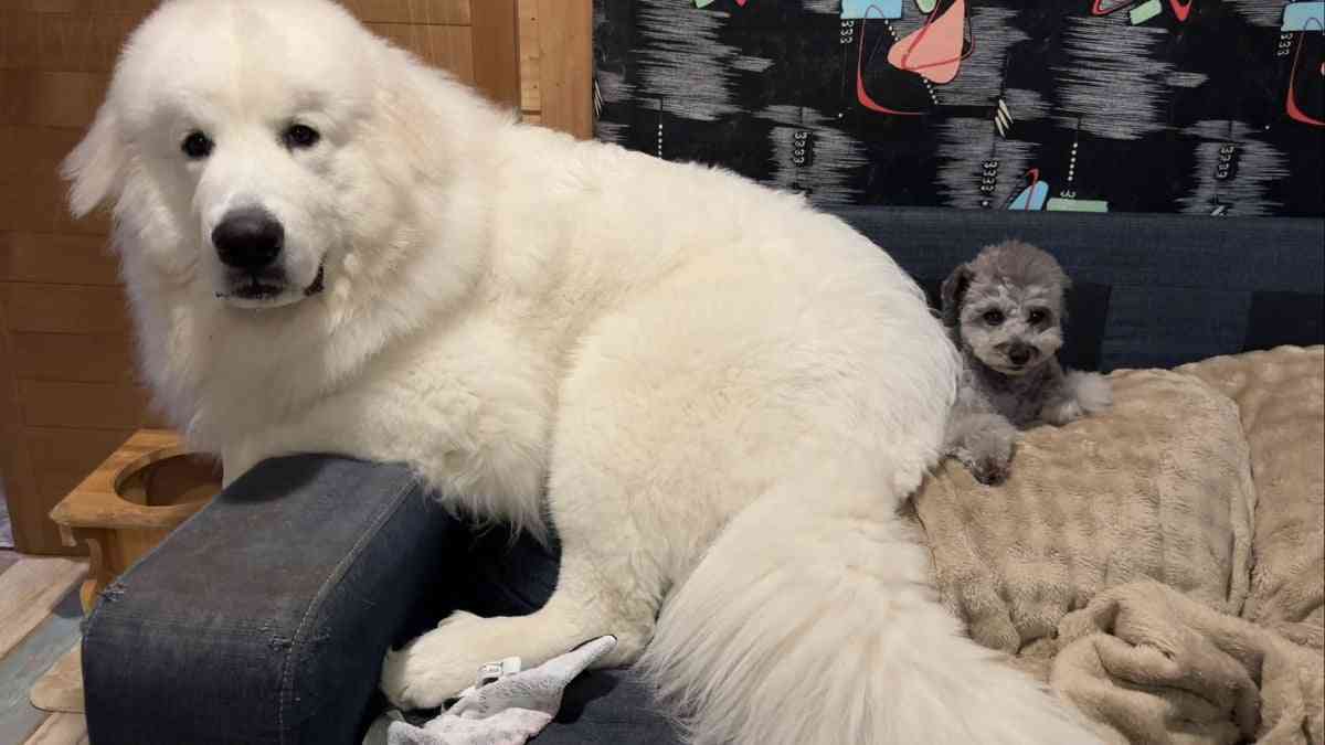 「巨大化が止まらない」生後11ヶ月の子犬とは思えない圧巻の成長ぶりにSNSが衝撃「これで子犬?」