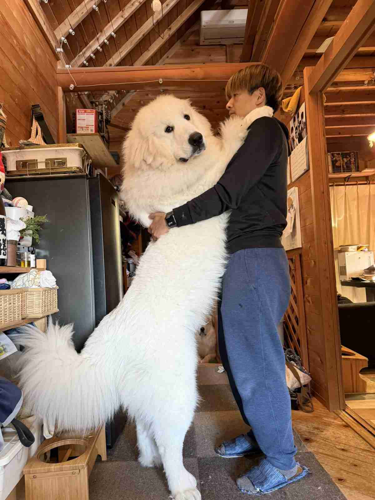 「巨大化が止まらない」生後11ヶ月の子犬とは思えない圧巻の成長ぶりにSNSが衝撃「これで子犬?」