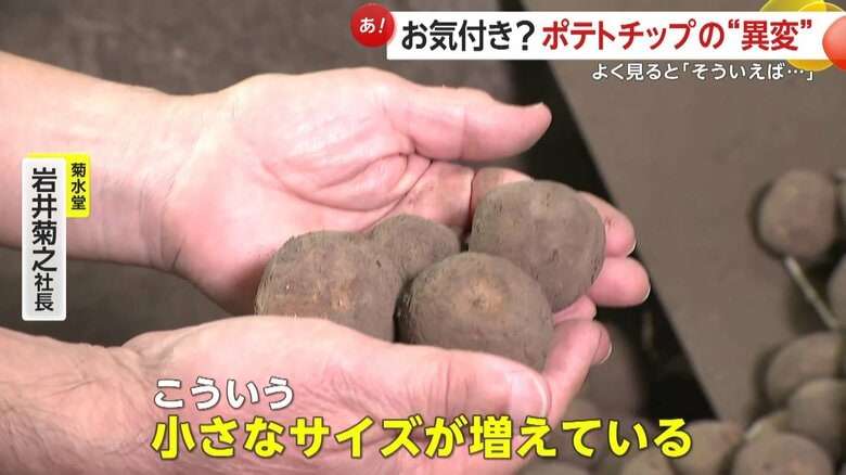 「皮むいたらほとんどない」記録的猛暑と少雨でジャガイモ不作…ポテトチップスにも異変?“小型化”で廃棄増加 価格も平年1.5倍に