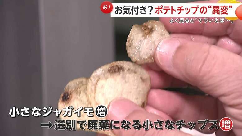 「皮むいたらほとんどない」記録的猛暑と少雨でジャガイモ不作…ポテトチップスにも異変?“小型化”で廃棄増加 価格も平年1.5倍に