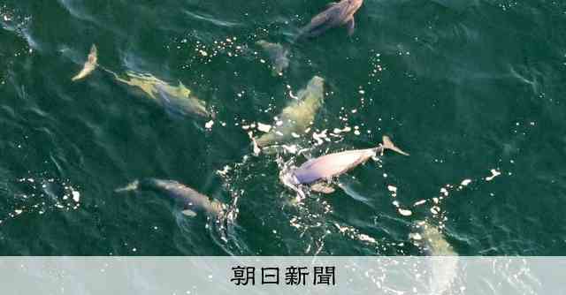 東京湾でスナメリの大群を撮影　調査の「空白地」だった羽田空港の沖 [東京都]：朝日新聞