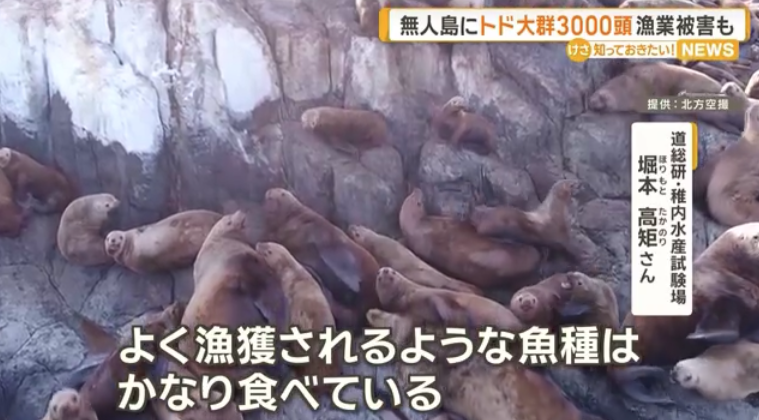 北海道・弁天島に「海のギャング」トドの大群3000頭　漁業被害10億円