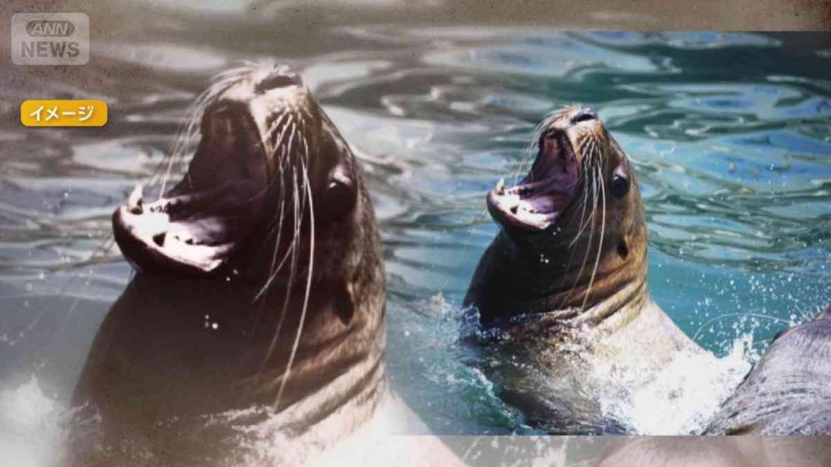 北海道・弁天島に「海のギャング」トドの大群3000頭　漁業被害10億円