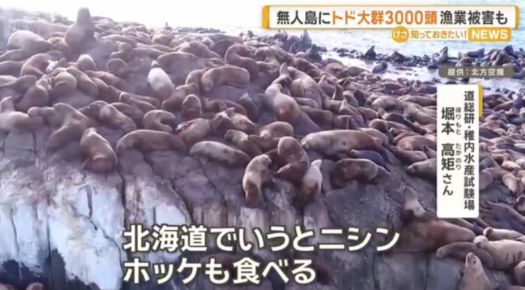 北海道・弁天島に「海のギャング」トドの大群3000頭　漁業被害10億円