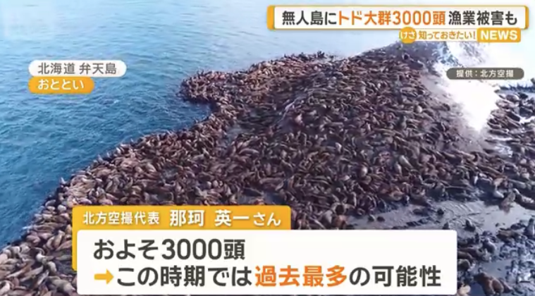 北海道・弁天島に「海のギャング」トドの大群3000頭　漁業被害10億円