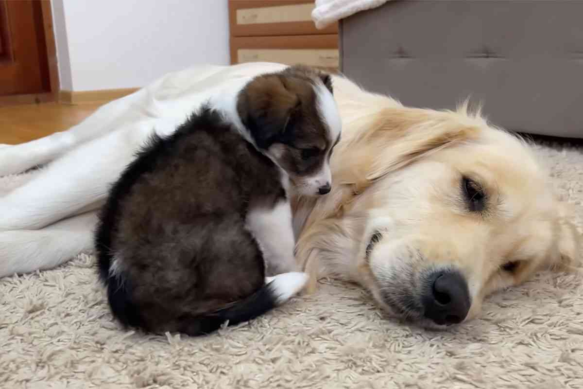 「尊すぎて無理…」子犬が大型犬に