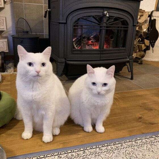 猫は小さい子どもに優しい？ メス猫は母性が強い？ 獣医師が解説