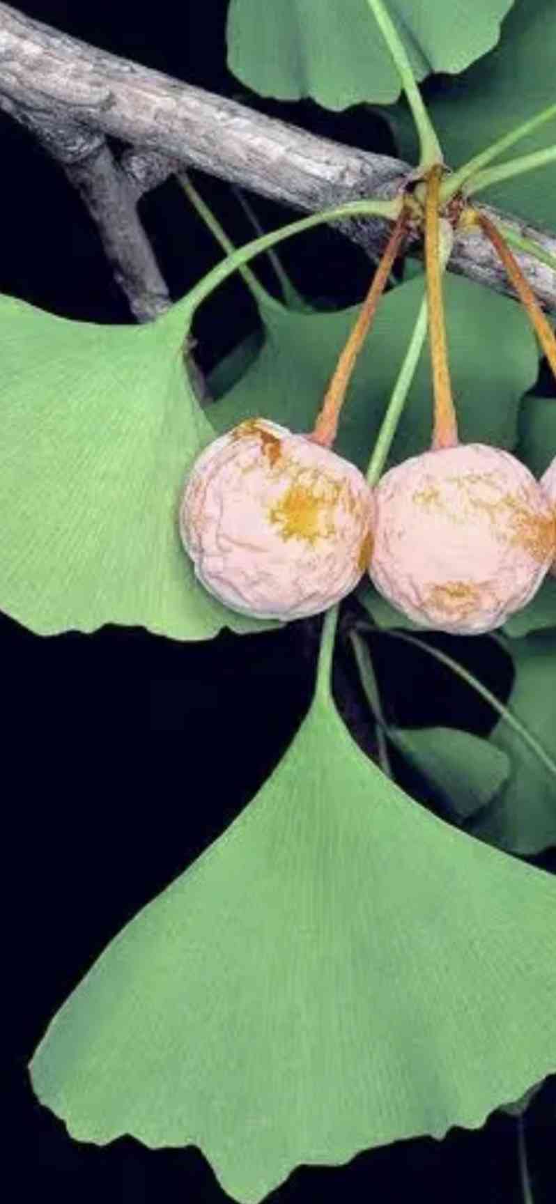 胃腸炎について
