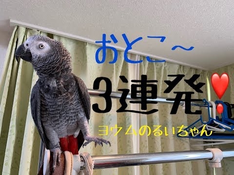 ヨウムのるいちゃん おとこ～♪３連発！