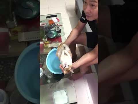 Dad shows his son how to bathe a baby using a cat as demo