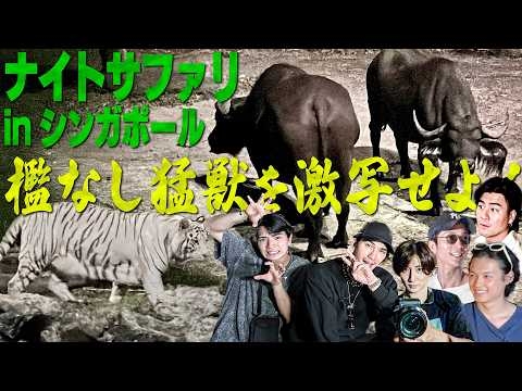 SixTONES【ヤバい?檻なし窓なし動物園】ナイトサファリで猛獣を激写inシンガポール