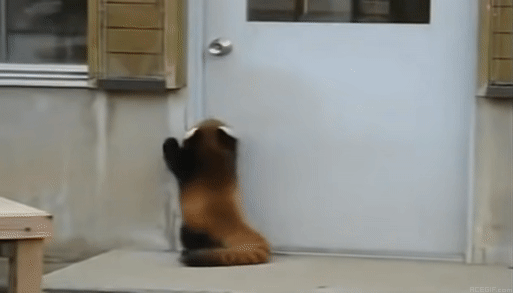 動物の脱走を想定した捕獲訓練 ｢もし逃げても万全の対応ができるように｣ レッサーパンダ役の職員が園内を逃げ回る 名古屋･東山動植物園