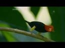 QI: Moonwalking Mannequin / Manakin Bird