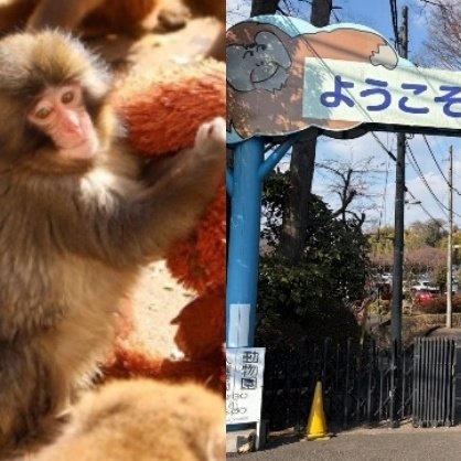 話題の子ザル・パンチくん「オランママはいつか取ろうと…」飼育員が語る「独り立ち」の時期（集英社オンライン） - Yahoo!ニュース