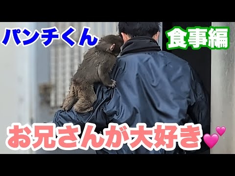 ニホンザルのパンチくん、飼育員のお兄さんが大好き　2026.02.13 市川市動植物園