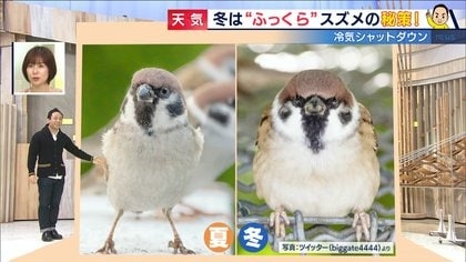 「最終形態」　寒さ対応のスズメたち　モフモフ度MAXに到達／兵庫・丹波篠山市